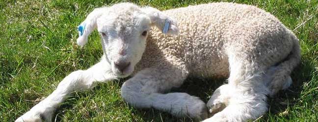 Anglais + Activités à la ferme