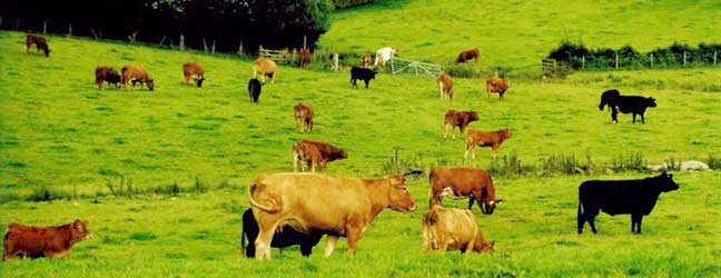 Anglais + Activités à la ferme